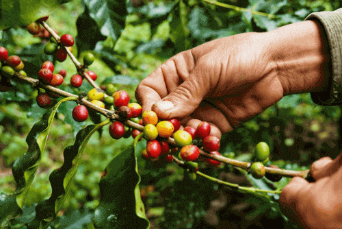 Ciclos Econômicos do Brasil: café, ouro, Pau-Brasil e a cana