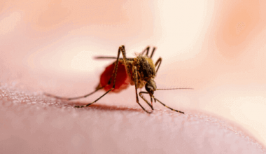 malária e o ciclo de vida do plasmodium