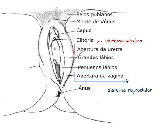 Sistema urinário feminino - estruturas