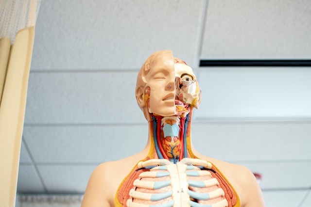 Sistema linfático: órgãos e funções