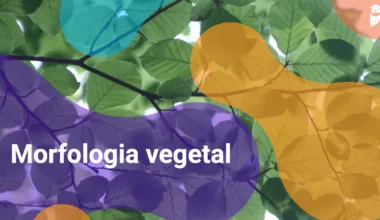 Morfologia vegetal - Estratégia