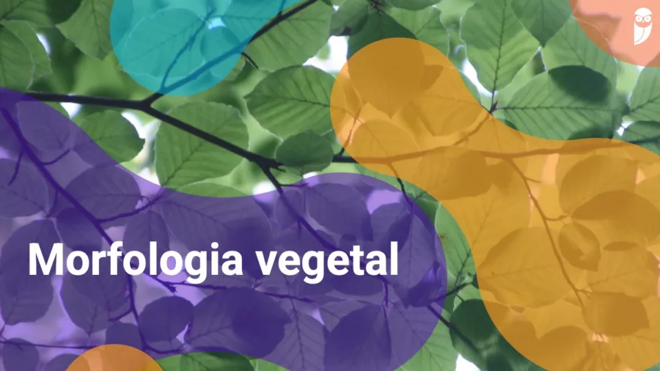 Morfologia vegetal: o que é, partes das plantas e importância
