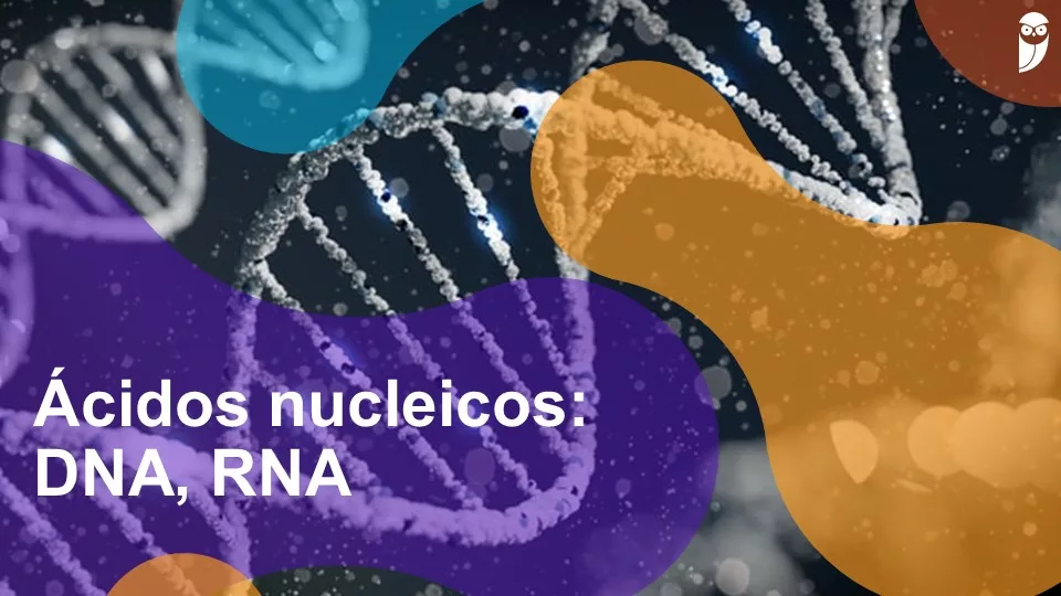 Ácidos nucleicos: o que são, DNA, RNA e importância