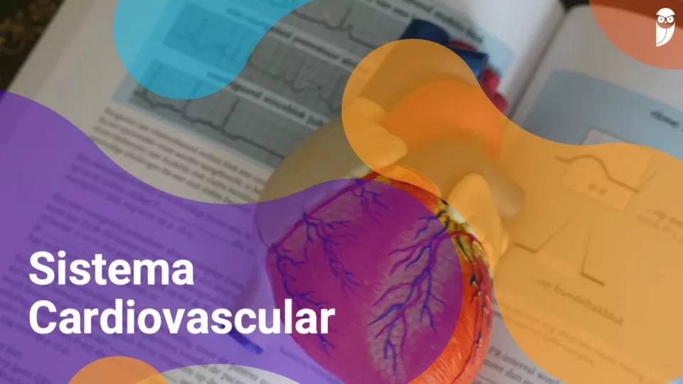Sistema Cardiovascular: o que é, órgãos, pressão arterial e questões