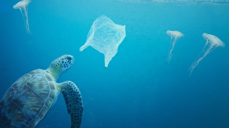 Plástico nos oceanos: tudo o que você precisa saber e como cai no vestibular