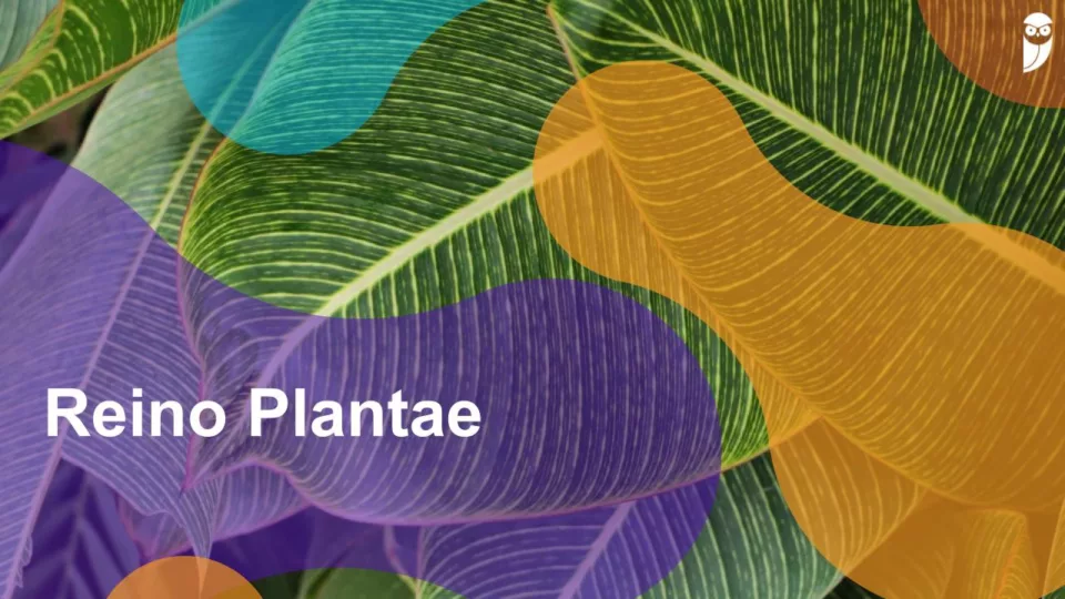 Reino Plantae (Vegetal): classificação, evolução, reprodução e características