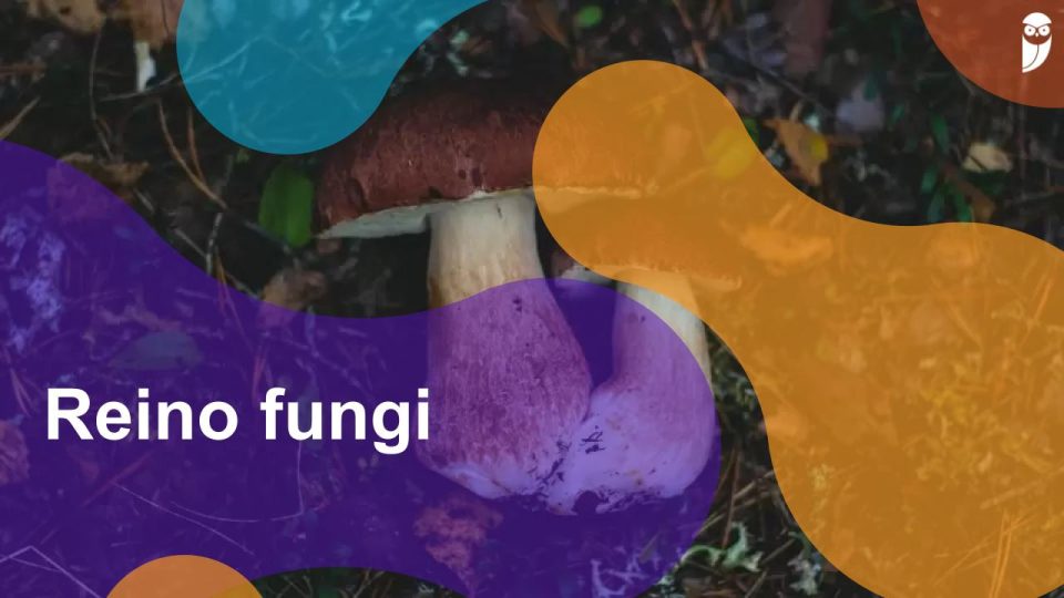 Reino fungi: o que são os fungos, classificação e importância ecológica