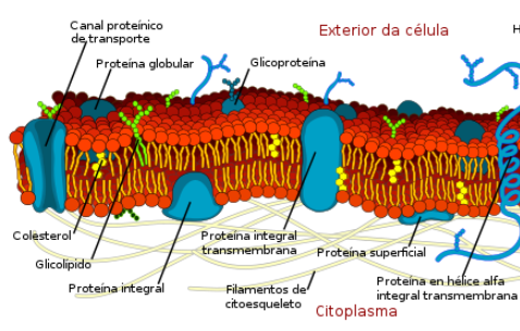 glicoproteínas que são glicosiladas no retículo endoplasma´tico