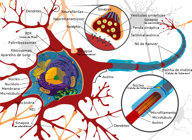 esquema de células sinápticas
