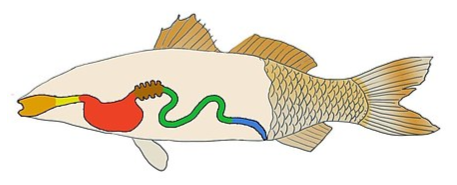 sistema digestório de peixes - fisiologia animal