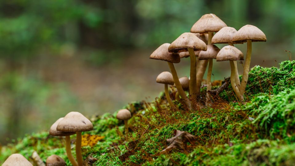 7 questões sobre fungos que já caíram nos vestibulares e no Enem
