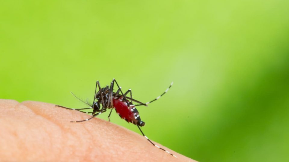 Dengue: desenvolva repertórios socioculturais para o vestibular